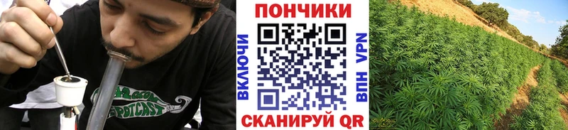 Конопля гибрид  Белебей 